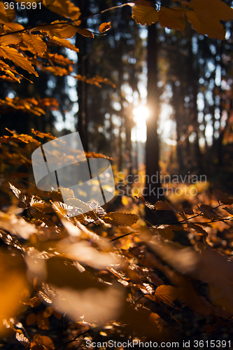 Image of Autumn forest