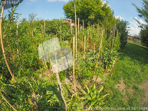 Image of Vegetable garden