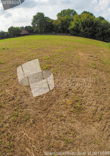 Image of Grass meadow