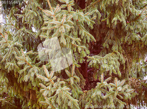 Image of Retro look Pine tree