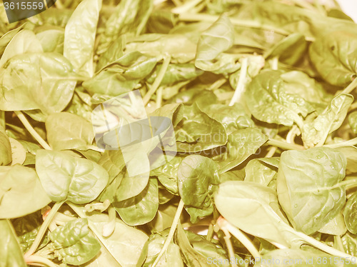 Image of Retro looking Spinach leaves