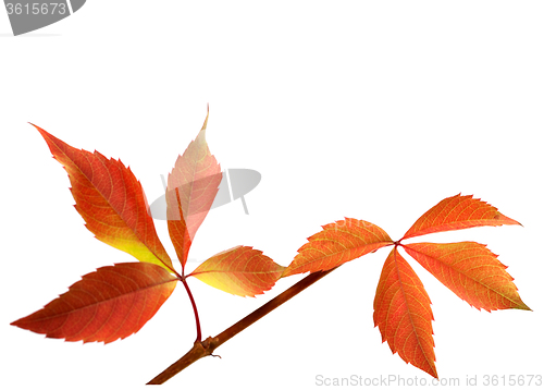 Image of Orange autumnal twig of grapes leaves (Parthenocissus quinquefol