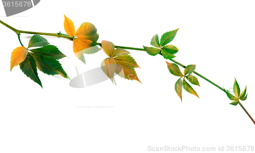 Image of Multicolor twig of grapes leaves on white