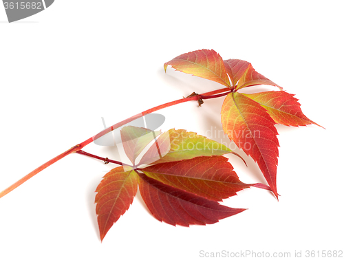 Image of Branch of autumn red grapes leaves (Parthenocissus quinquefolia 