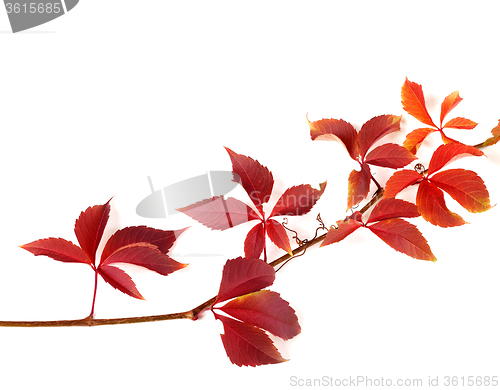 Image of Twig of autumnal red grapes leaves