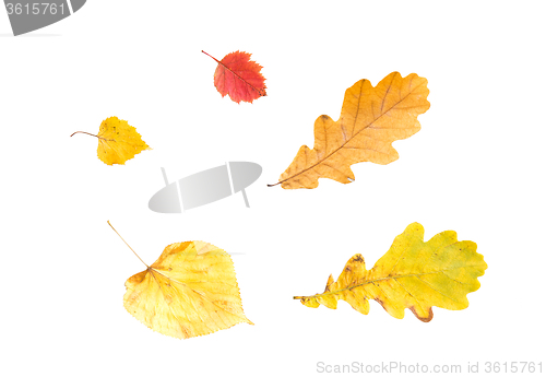 Image of set of different fallen autumn leaves