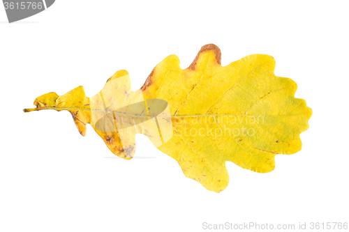 Image of dry fallen yellow oak tree autumn leaf