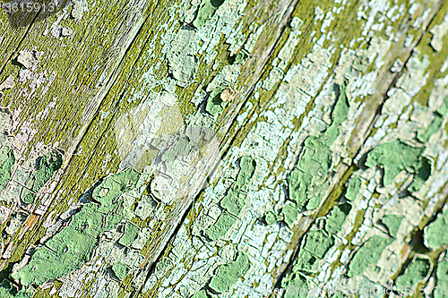 Image of Old green cracked tree bark texture