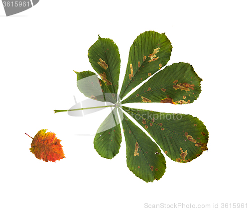 Image of dry fallen chestnut tree leaf