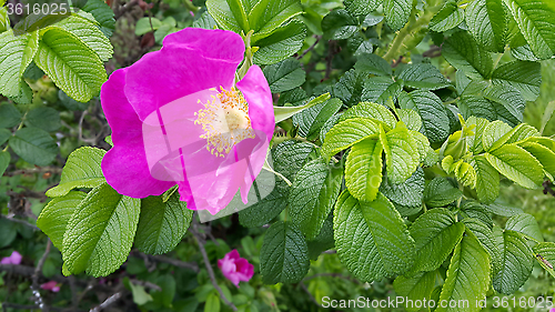 Image of Beautiful dog rose