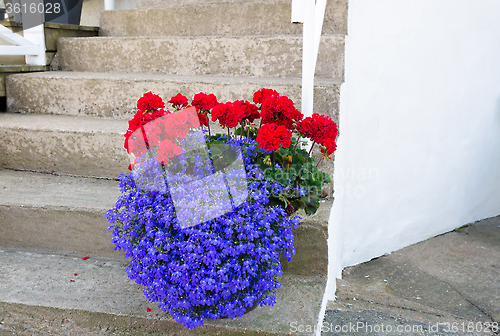 Image of Flower on the stair