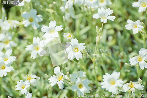 Image of Stellaria 