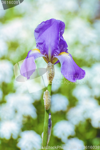 Image of Iris