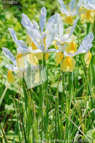 Image of White Iris Flowers