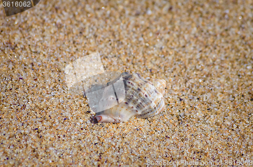 Image of Veined Rapa Whelk