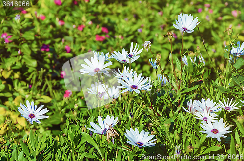 Image of Flowers of Osteospermum