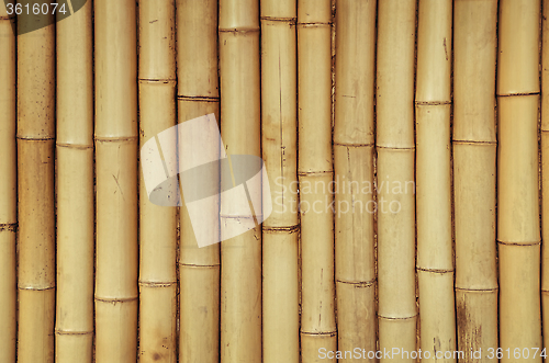 Image of Bamboo Background