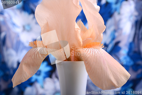 Image of Beautiful petals of an orange flower on blue background