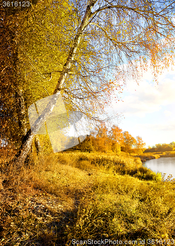 Image of Vibrant yellow autumn