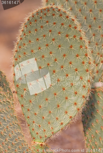 Image of Large green cactus leaf