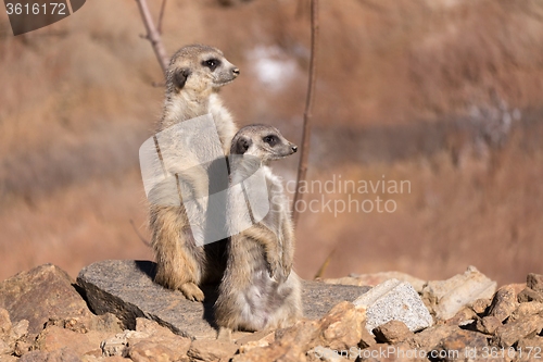 Image of female of meerkat or suricate