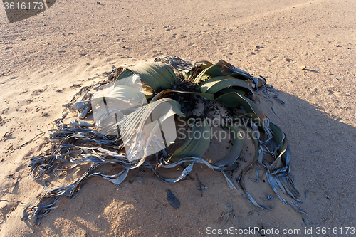 Image of Welwitschia mirabilis, Amazing desert plant