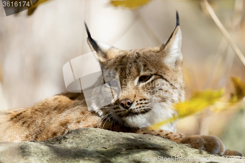 Image of Lynx Portrait during the autumn