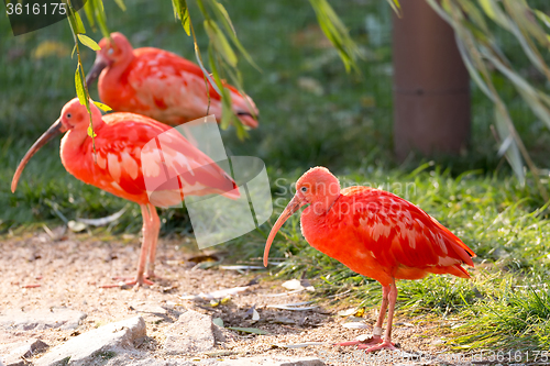 Image of Scarlet ibis (Eudocimus ruber)