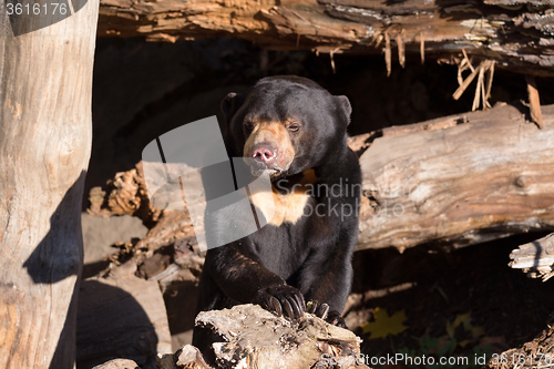 Image of Sun bear also known as a Malaysian bear