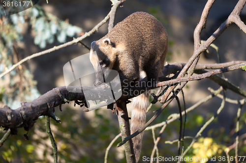 Image of South American coati (Nasua nasua)