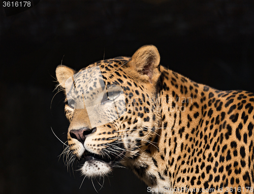 Image of Closeup of Leopard looks forward