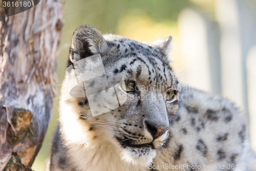 Image of snow leopard, Uncia uncia