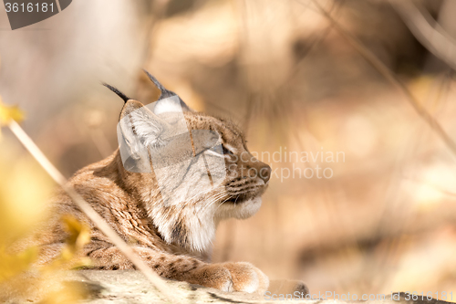 Image of Lynx Portrait during the autumn