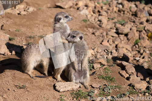 Image of meerkat or suricate