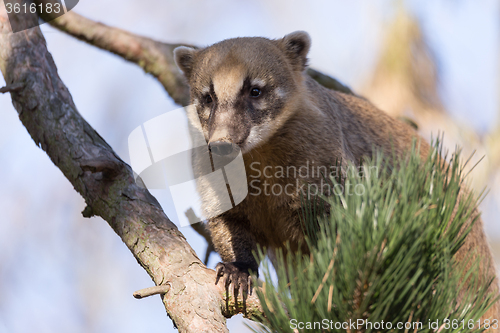 Image of South American coati (Nasua nasua)