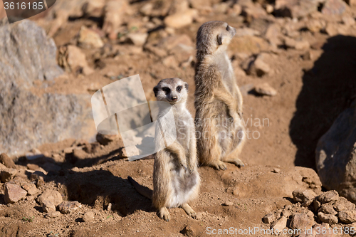 Image of meerkat or suricate