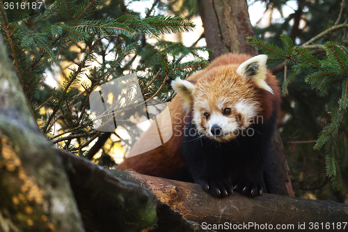 Image of Red panda (Ailurus fulgens)