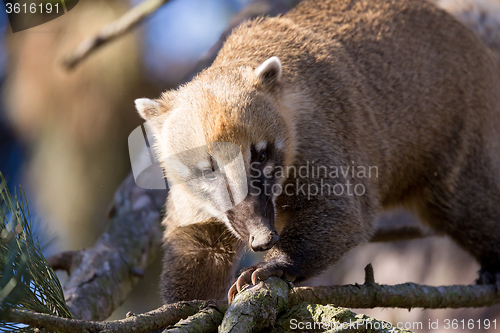 Image of South American coati (Nasua nasua)