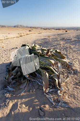 Image of Welwitschia mirabilis, Amazing desert plant