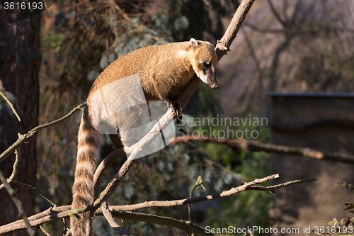 Image of South American coati (Nasua nasua)