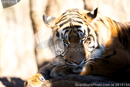 Image of Sumatran Tiger, Panthera tigris sumatrae