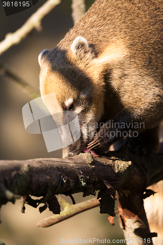 Image of South American coati (Nasua nasua)