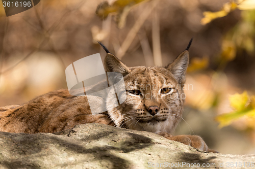 Image of Lynx Portrait during the autumn