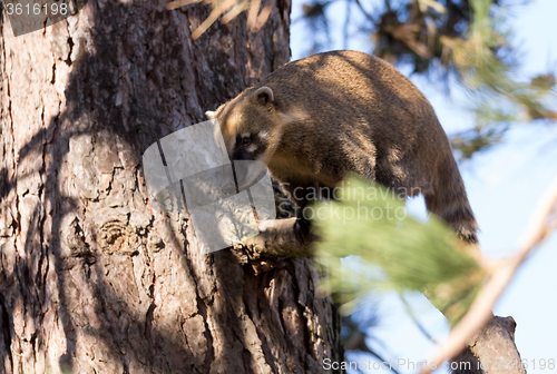 Image of South American coati (Nasua nasua)