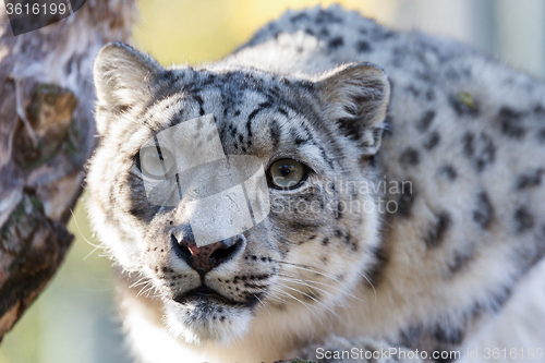 Image of snow leopard, Uncia uncia