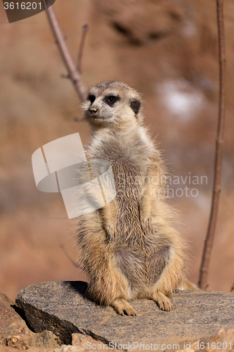 Image of female of meerkat or suricate