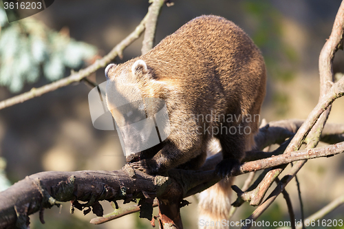 Image of South American coati (Nasua nasua)