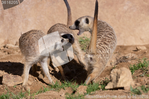 Image of meerkat or suricate playing