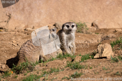 Image of meerkat or suricate playing