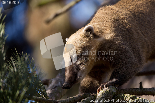 Image of South American coati (Nasua nasua)